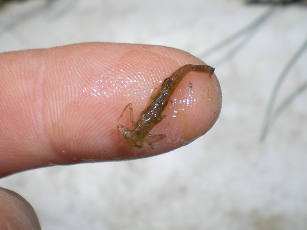 Larva di damigella??